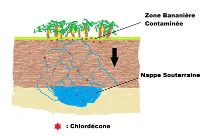 La problématique du chlordécone