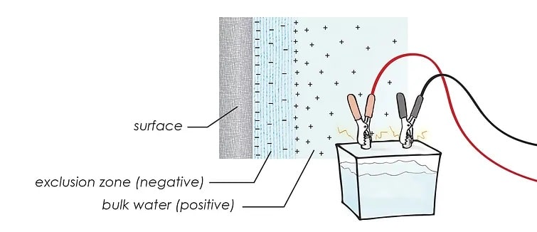 Eau polarisée, vivante, batterie du vivant pour une meilleure santé