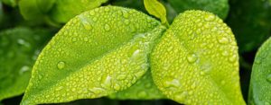 Gouttes d'eau sur feuilles très vertes, eau juvénile nouvelle